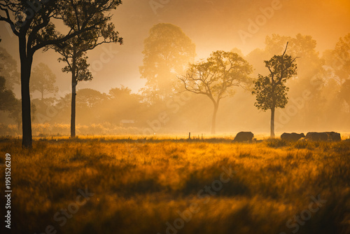Water buffalo herd in rural...