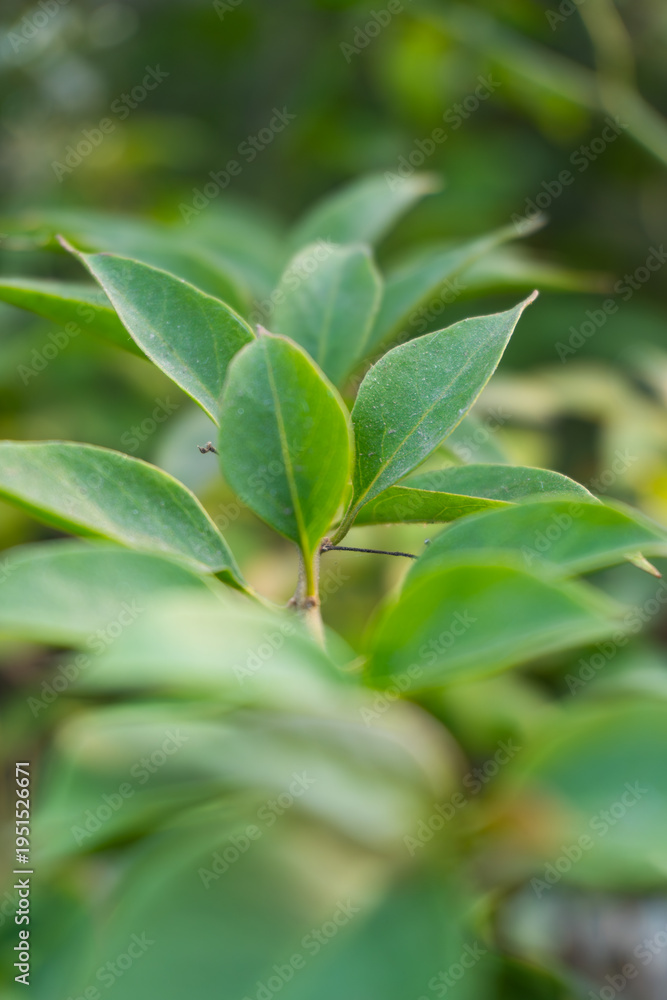 Fototapeta premium Fresh green leaves on a plant stem in a tropical garden