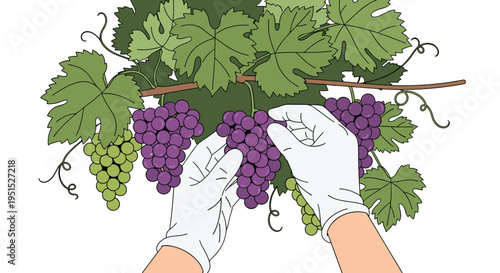 Two gloved hands are carefully harvesting bunches of ripe purple grapes from a vine with green leaves against a plain white background.
