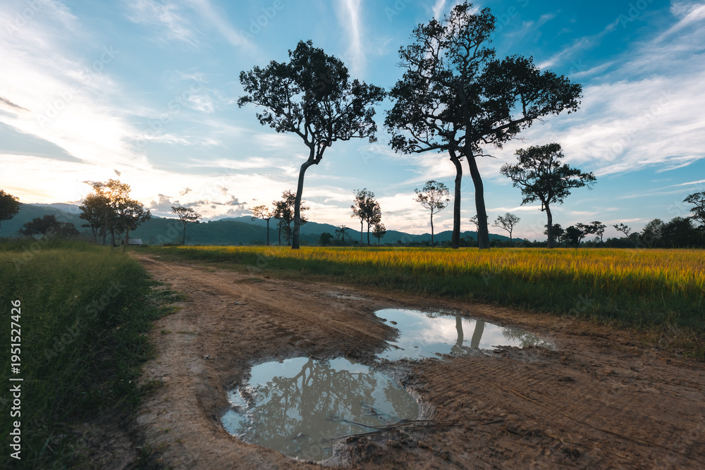Obraz premium Big Tree at sunrise in natural landscape environmental sustainability concept forest ecology serene countryside scenery morning light misty hills peaceful nature