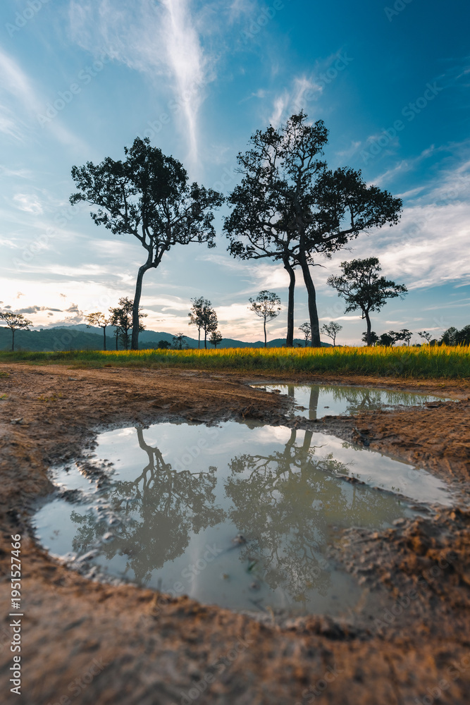 Fototapeta premium Big Tree at sunrise in natural landscape environmental sustainability concept forest ecology serene countryside scenery morning light misty hills peaceful nature