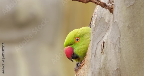 Female Rose-ringed parakeet (psittacula krameri), nesting in a Platanus tree, Montpellier, Southern France.