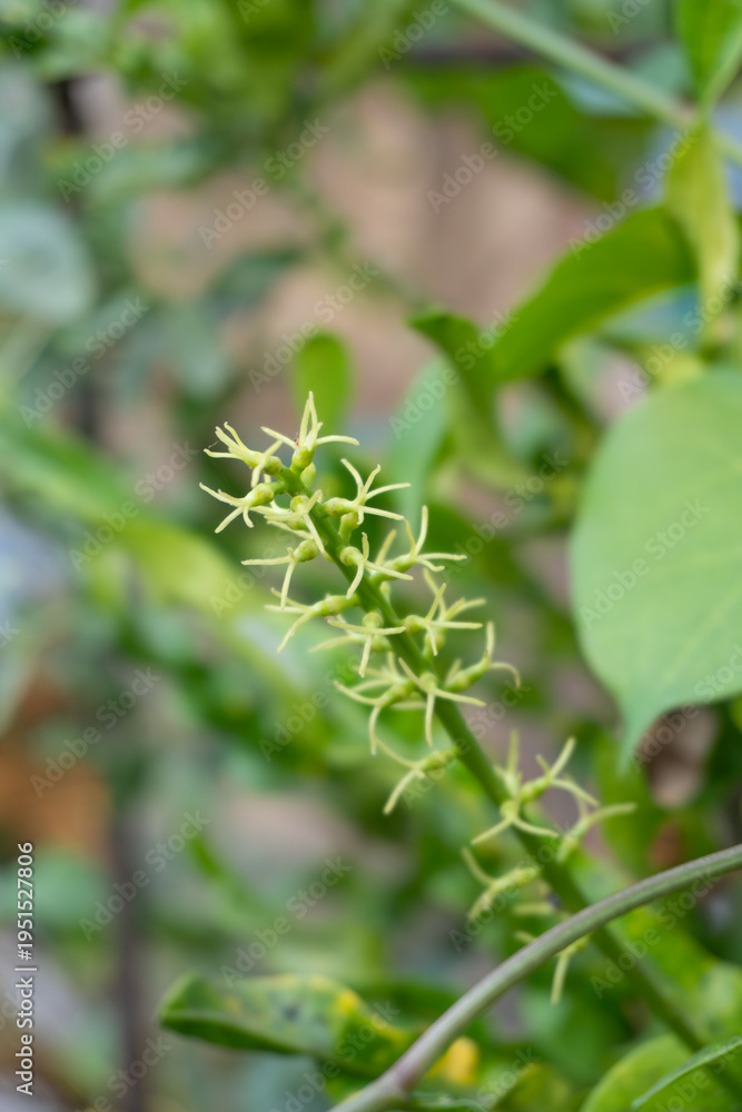Obraz premium Close up of small green flower buds on plant stem