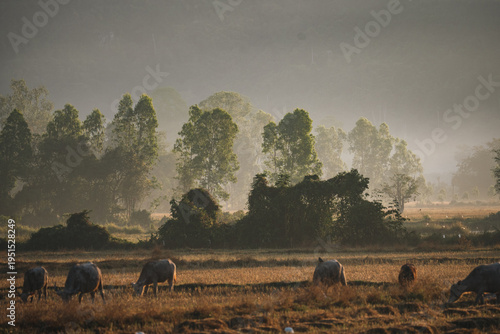 Water buffalo herd in rural...