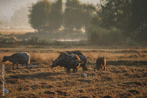Water buffalo herd in rural...