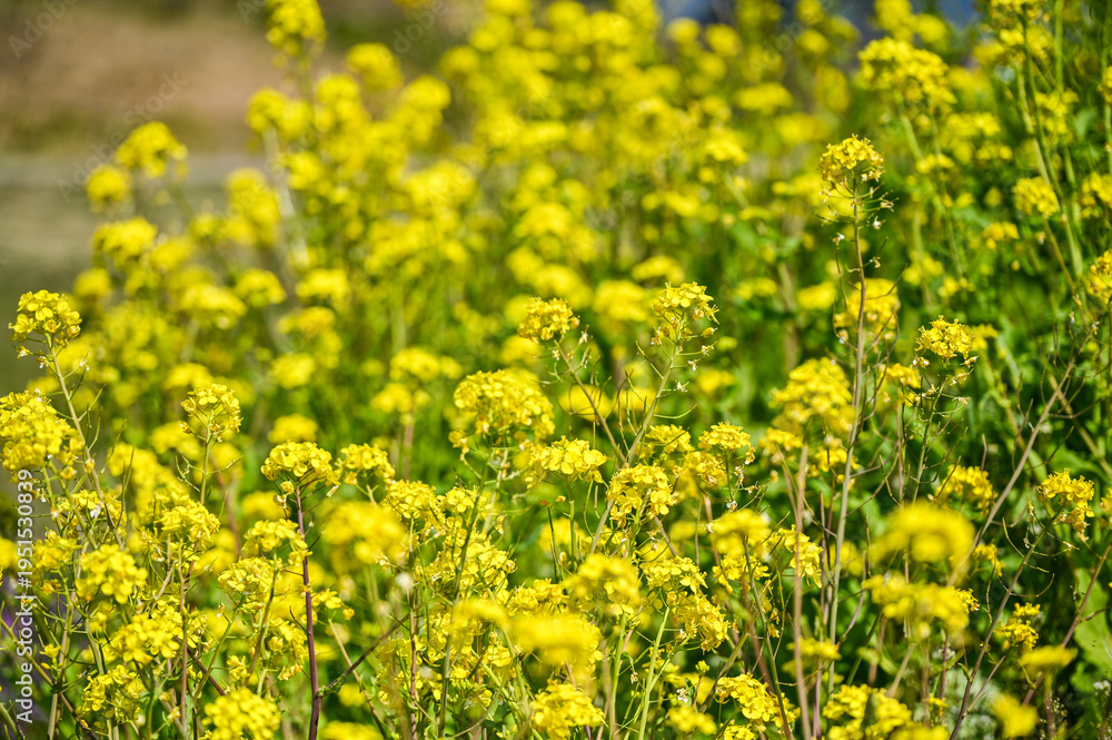 Fototapeta premium 菜の花畑