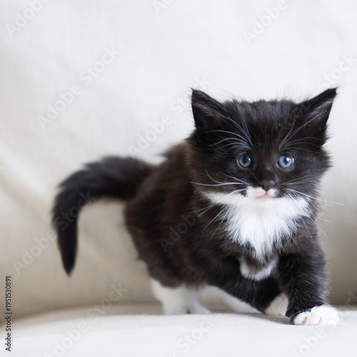 Porträt eines schwarz-weissen Norwegischen Waldkatzen Kitten