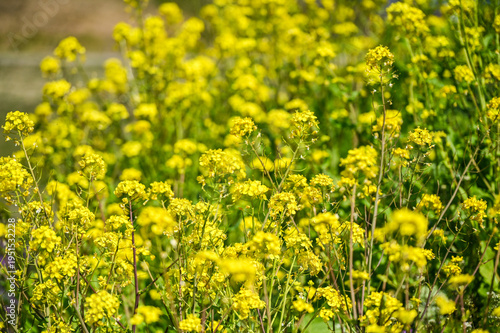 Wallpaper Mural 菜の花畑 Torontodigital.ca