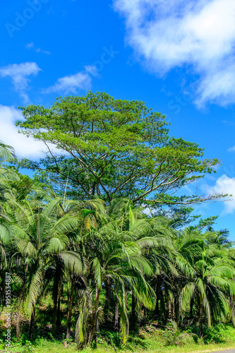 モーリシャスで眺めるとても美しい緑の風景A beautiful green landscape in Mauritius