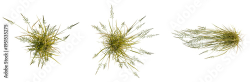 Fotografie Arrhenatherum elatius tree plan, top view, cutout, transparent background, isolate, Delicate dry grass stalks with a subtle texture, perfect for natural backgrounds and creative designs