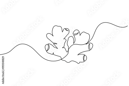 Ginger continuous one line drawing minimalist style isolated outline vector illustration