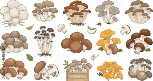 Cartoon Forest Mushroom Collection with Edible Wild Mushrooms Chanterelle Boletus Champignon and Botanical Nature Elements for Vector Illustration