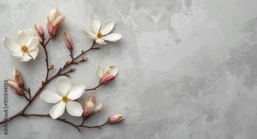 Delicate magnolia blooms on woody branch complemented by a softly lit gray textured background with copy space