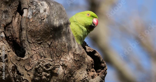 Female Rose-ringed parakeet (psittacula krameri), nesting in a Platanus tree, Montpellier, Southern France.