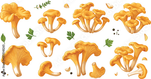 Chanterelle Mushroom Collection with Fresh Golden Wild Forest Fungi Isolated Vector Illustration Set for Organic Food, Cooking, and Gourmet Design