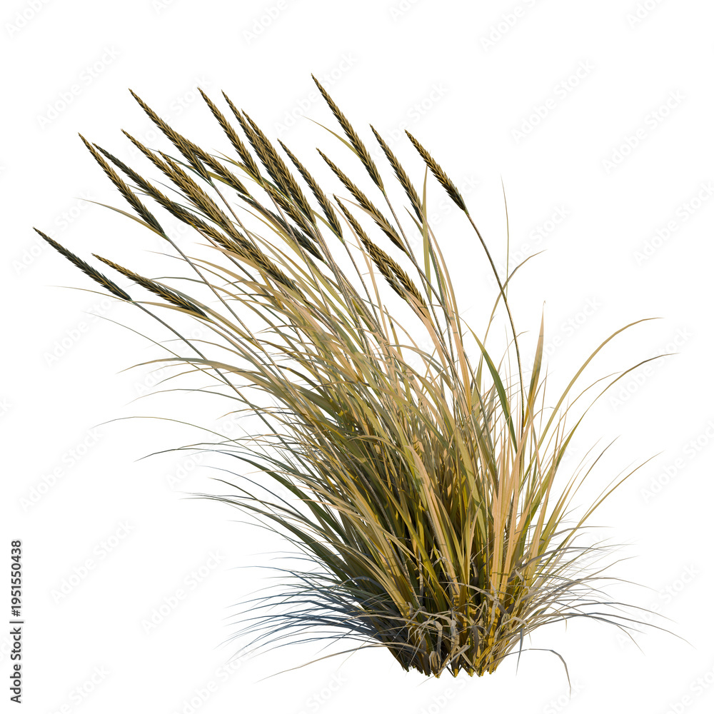 Fototapeta premium Ammophila brevilugatta tree, elevation, front view, cutout, transparent background, isolate, Detailed Close-Up of Golden Wheat Field Stalks, Natural Agricultural Harvest Texture