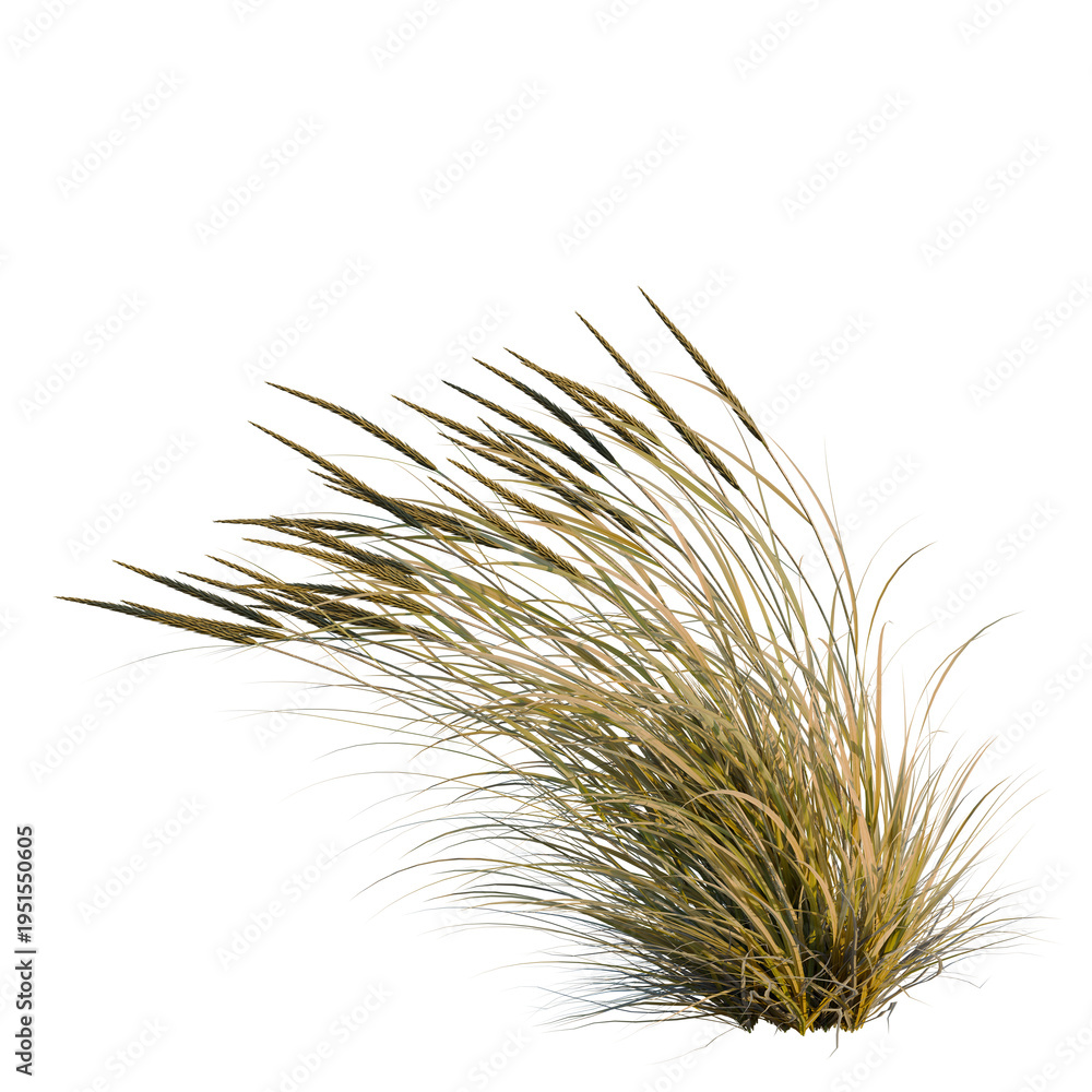 Obraz premium Ammophila brevilugatta tree, elevation, front view, cutout, transparent background, isolate, Golden Wheat Stalks Close-Up - Detailed Texture for Agricultural and Harvest Themes