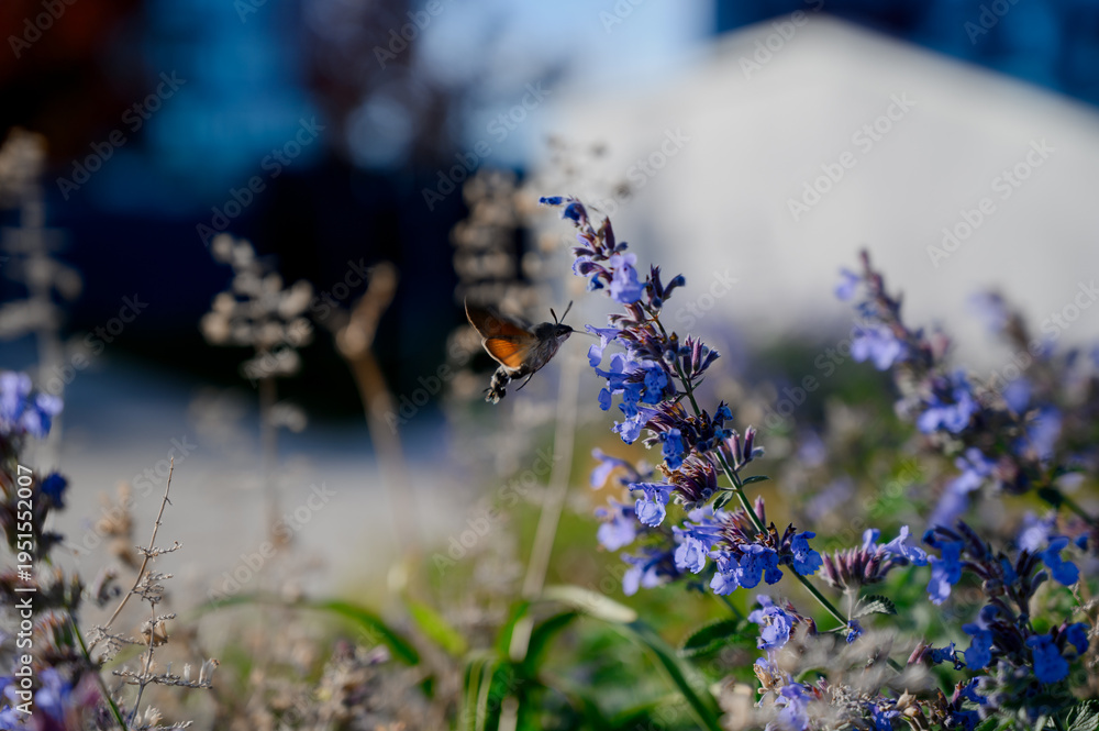 Obraz premium Hummingbird hovering near purple flowers in a garden setting