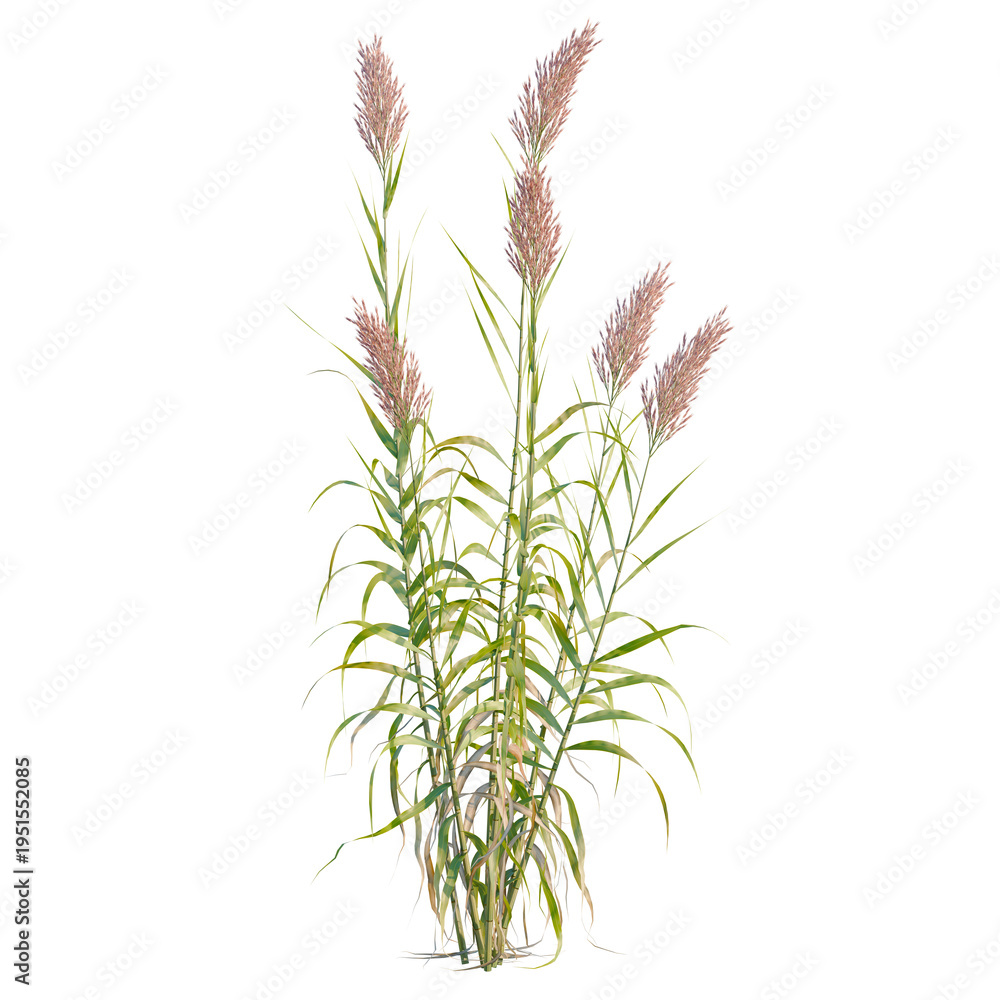 Obraz premium Arundo donax tree, elevation, front view, cutout, transparent background, isolate, Tall ornamental grass, green stalks, natural texture, garden background, summer landscape, close-up.