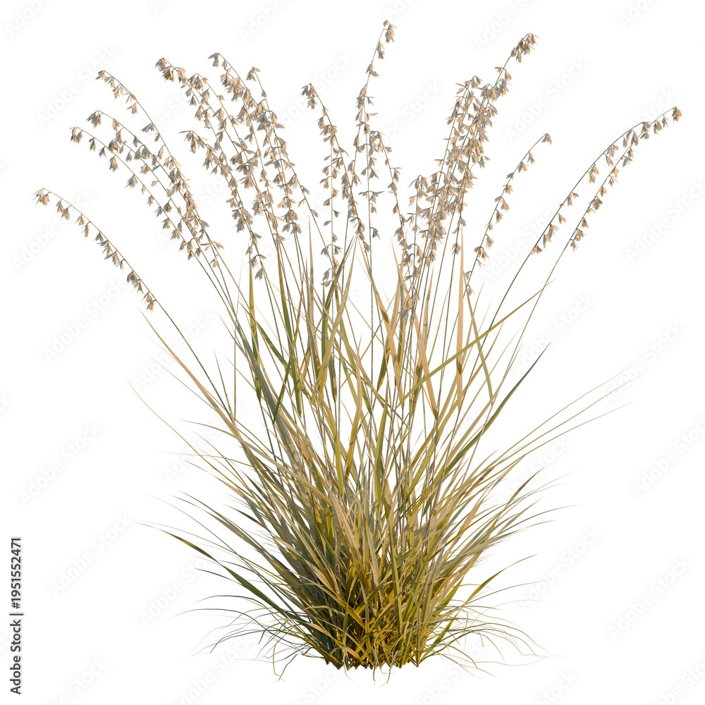 Fototapeta premium Bouteloua curtipendula tree, elevation, front view, cutout, transparent background, isolate, Detailed close-up of lush green grass texture, perfect for backgrounds and natural elements.