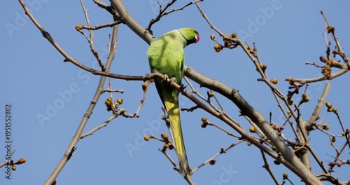 Male Rose-ringed parakeet (psittacula krameri), perched on branches, Montpellier, Southern France.