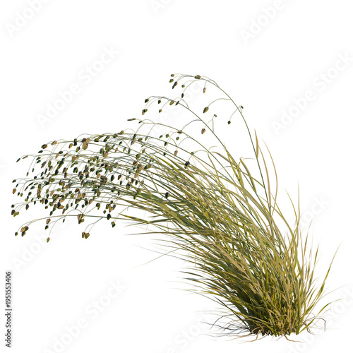 Photography Briza media tree, elevation, front view, cutout, transparent background, isolate