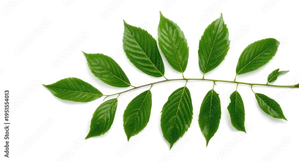 Obraz premium Lush green Cissus leaves branch prominently displayed on a bright white background