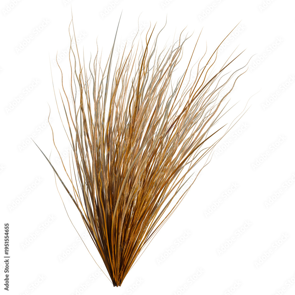 Fototapeta premium Carex buchananii tree, elevation, front view, cutout, transparent background, isolate, Delicate Ornamental Grasses Texture, Natural Background, Floral Design Element, Rustic Aesthetic