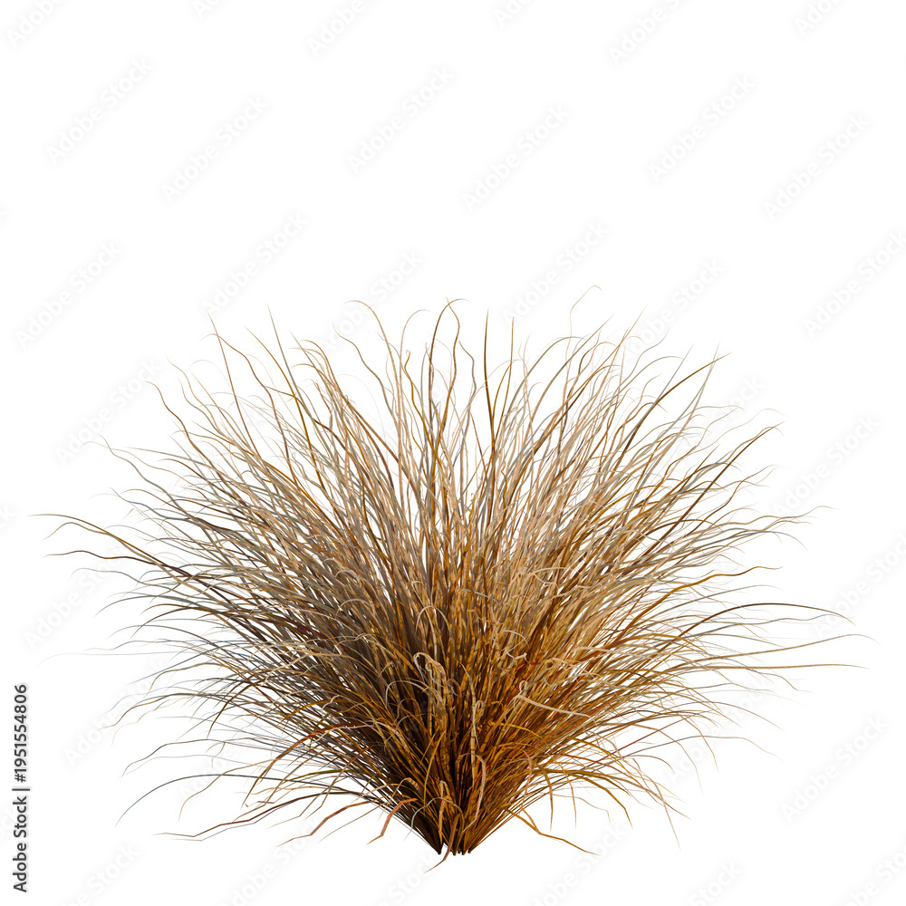 Fototapeta premium Carex buchananii tree, elevation, front view, cutout, transparent background, isolate, Close-up of Ornamental Grasses, Lush Greenery, Natural Texture, Serene Landscape, Botanical Detail