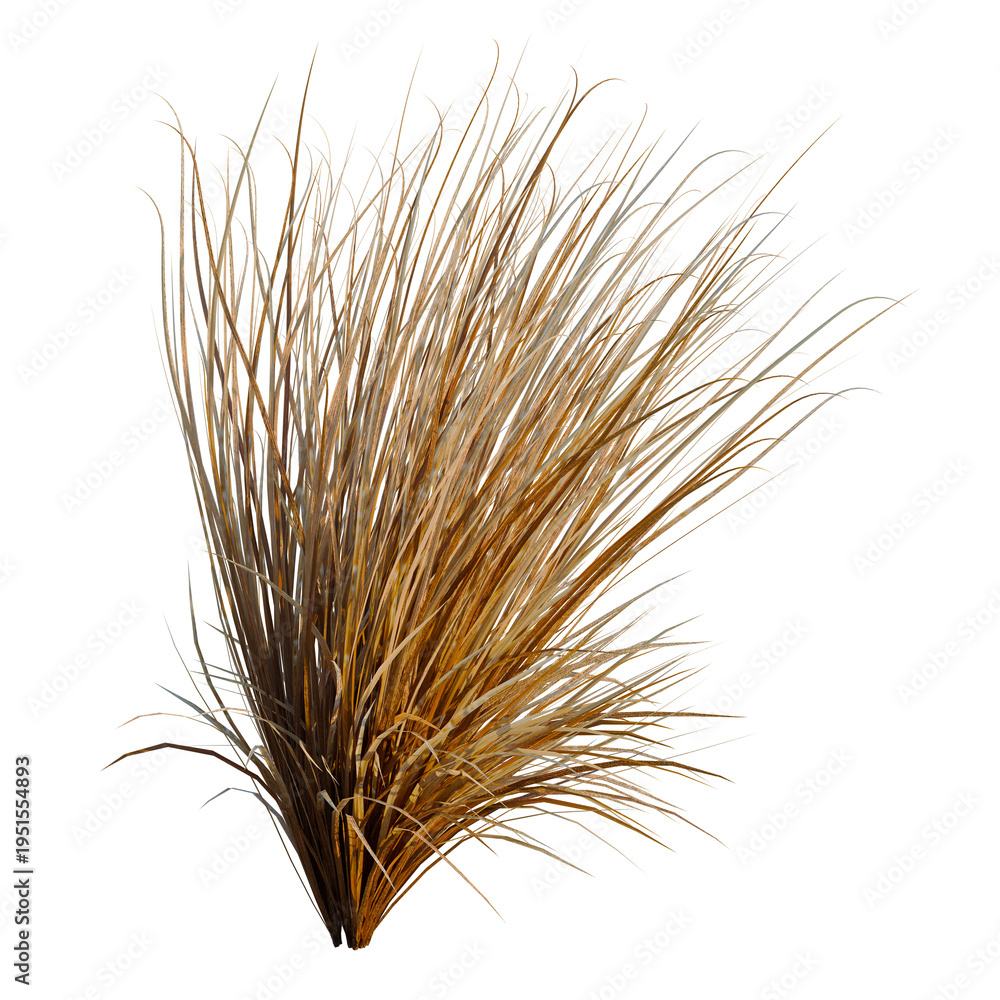 Fototapeta premium Carex buchananii tree, elevation, front view, cutout, transparent background, isolate, Detailed close-up of a beautiful collection of dried grass and straw texture.