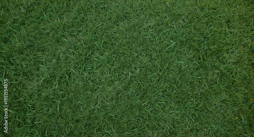 Natural green grass texture background showcasing serene outdoor copy space