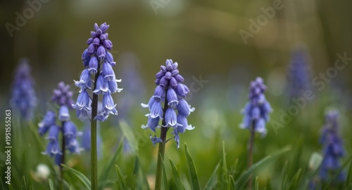 Bluebell blossoms embodying heartfelt gratitude and loyal devotion in a tranquil meadow