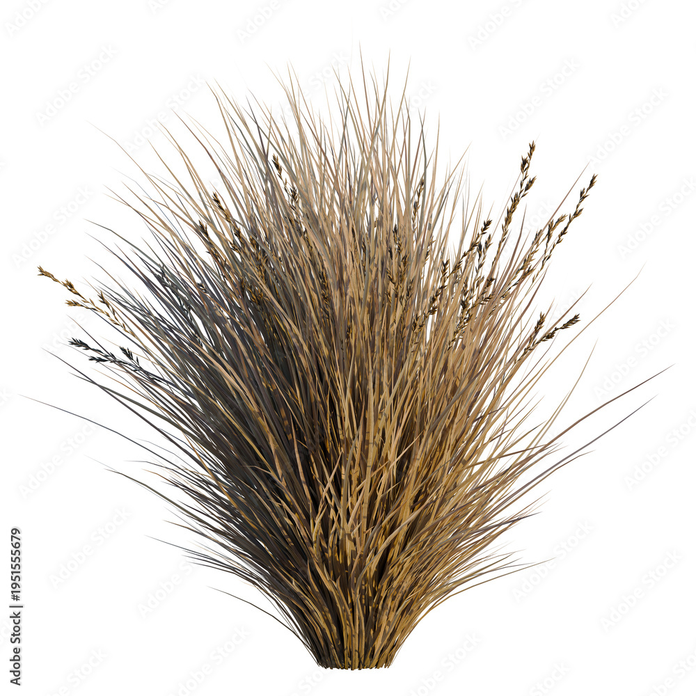 Fototapeta premium Chionochloa rubra tree, elevation, front view, cutout, transparent background, isolate, Golden wheat field stalks close-up, harvest season, rural landscape, agricultural background