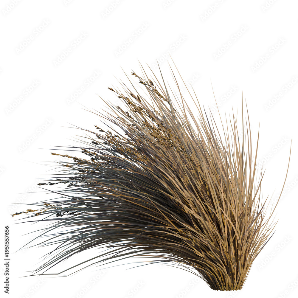 Fototapeta premium Chionochloa rubra tree, elevation, front view, cutout, transparent background, isolate, Close-up of ripe wheat stalks harvest in a field with golden sunlight, rural landscape