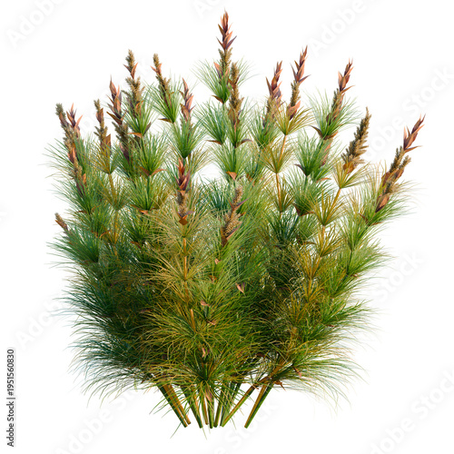Tableau sur toile Elegia capensis tree, elevation, front view, cutout, transparent background, iso