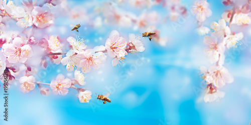Blossoming apricot with flying bees over blue sky . Beautiful floral spring background .