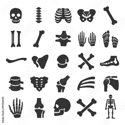 Human skeletal system: skull, spine, ribs, pelvis, limbs, joints, bones, skeleton diagram.