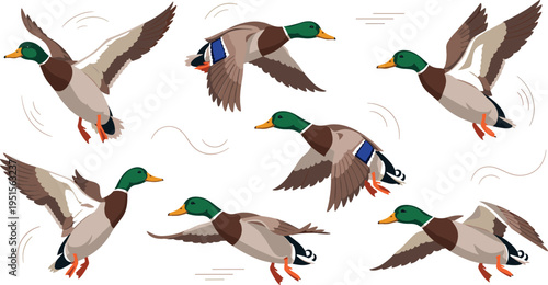 Flying ducks vector illustration set with wild mallard birds in motion, wildlife collection of realistic birds in flight for nature design