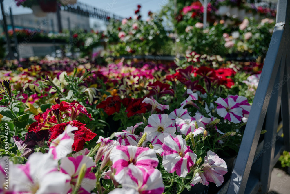 custom made wallpaper toronto digitalColorful petunia flowers in garden center with vibrant blooms displayed