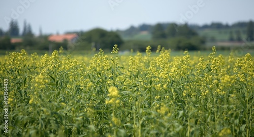 Rapeseed plants prospering in large-scale farmland for sustainable food farming