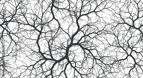 Tree branch vector transparent , Abstract monochrome tree branches pattern with a white background