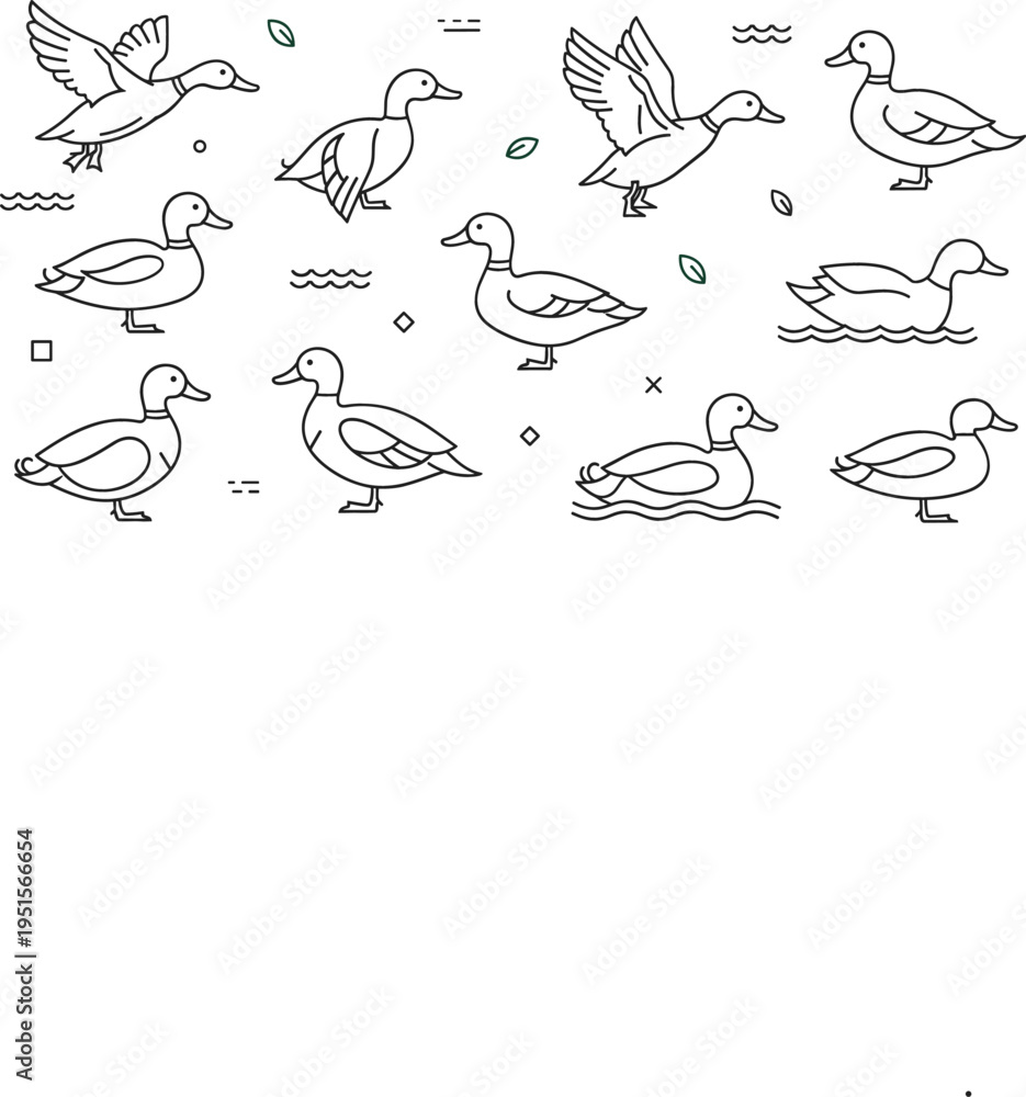 Obraz premium Duck outline icons vector illustration set with flying, swimming and standing birds, minimal line art wildlife collection for nature design
