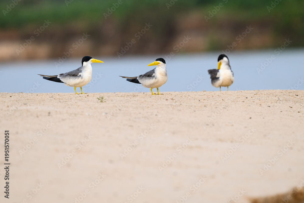Fototapeta premium Large-billed Terns standing on river's sandbar in Pantanal, Brazil