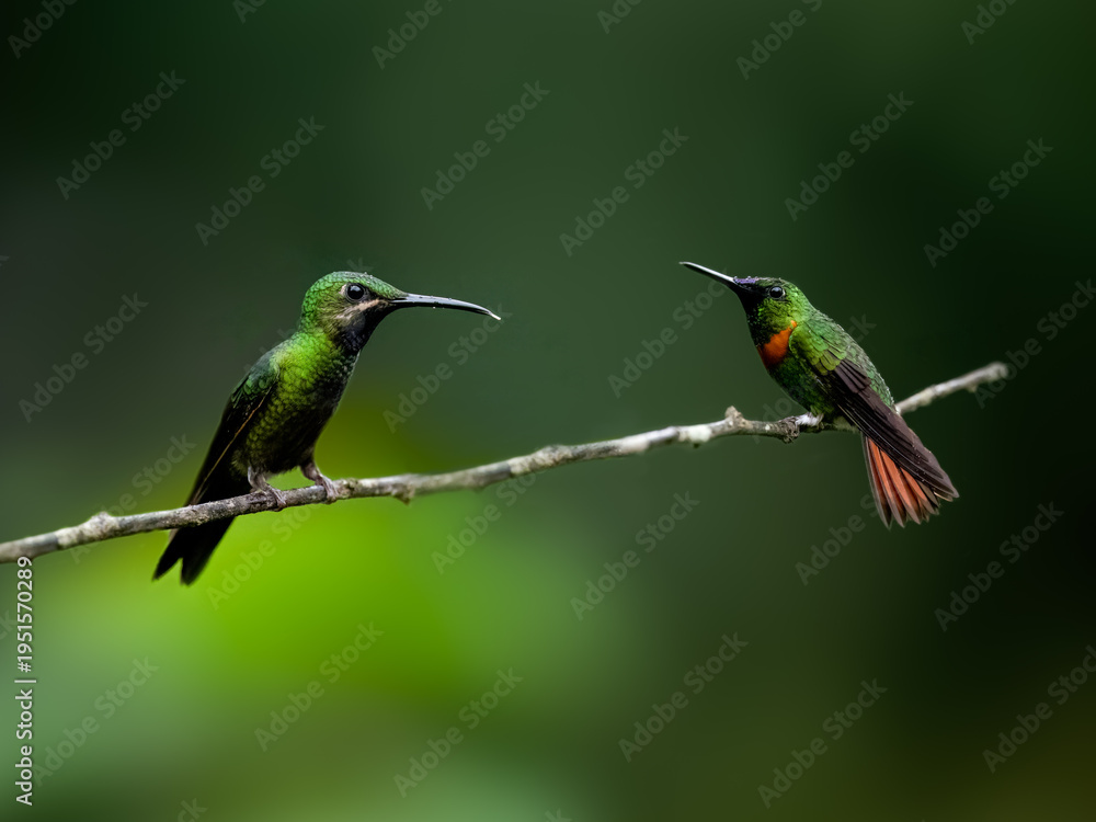 Fototapeta premium Gould's Jewelfront Hummingbird and Black-throated Brilliant Hummingbird on a stick against green background
