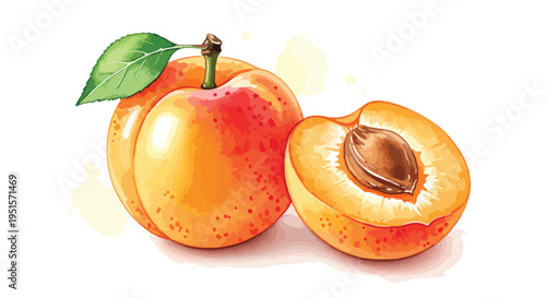 Illustration of two apricots one whole and one halved with pit on a white background showcasing orange fruit with green leaf.