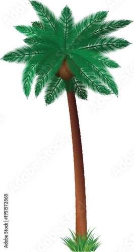 Green leaves palm tree set for jungle and forest illustration vector
