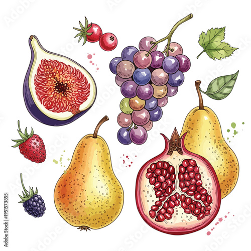 Illustration of various fresh fruits including pears, grapes, pomegranate, fig, and berries on a white background with colorful details.