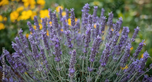 Evergreen French lavender plant blooming vibrantly from May to July