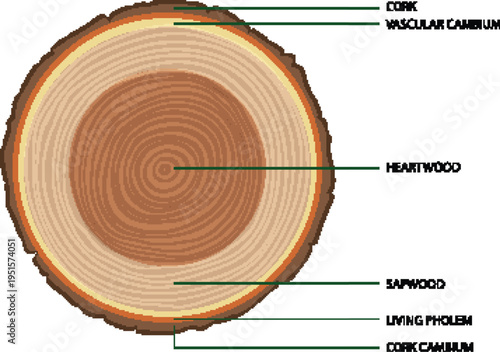 Round wood stump texture with concentric rings and rough bark vector
