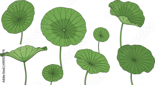 Collection of green lotus leaves vector illustration botanical aquatic plant foliage set with stems top view lily pads isolated design nature element